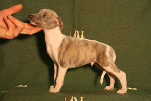 Strip poker kennel