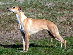 Daphne of Gentle Mind