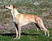 Daphne of Gentle Mind