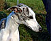 Lady Prudence Of gentle Mind 1