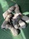 L-7 Wurf alle Babys 1 Tag alt