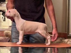 Natalie Wood of Gentle Mind