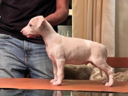 Nicolas Cage of Gentle Mind